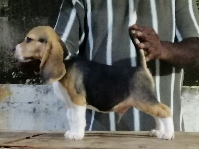 DogsIndia.com  Beagle Faithtrot