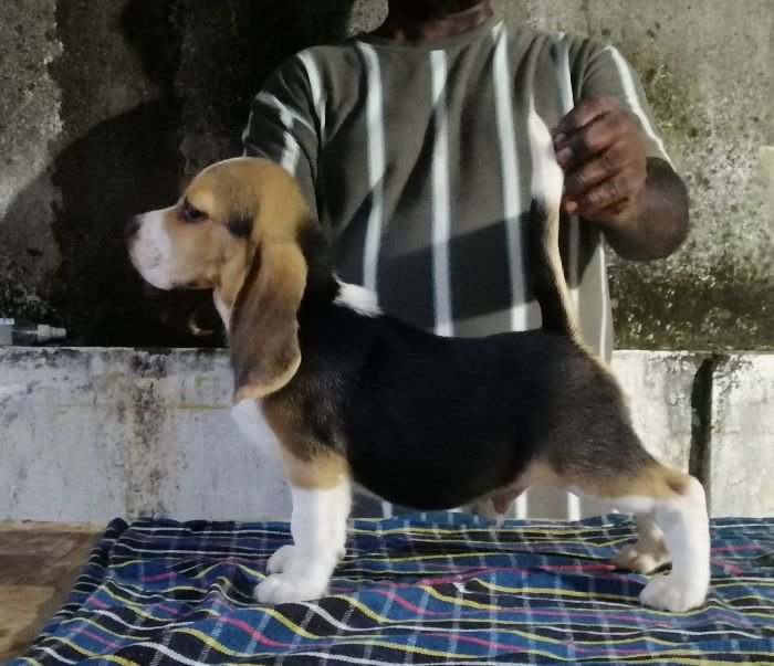 DogsIndia.com  Beagle Faithtrot