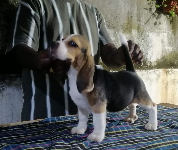 DogsIndia.com  Beagle Faithtrot