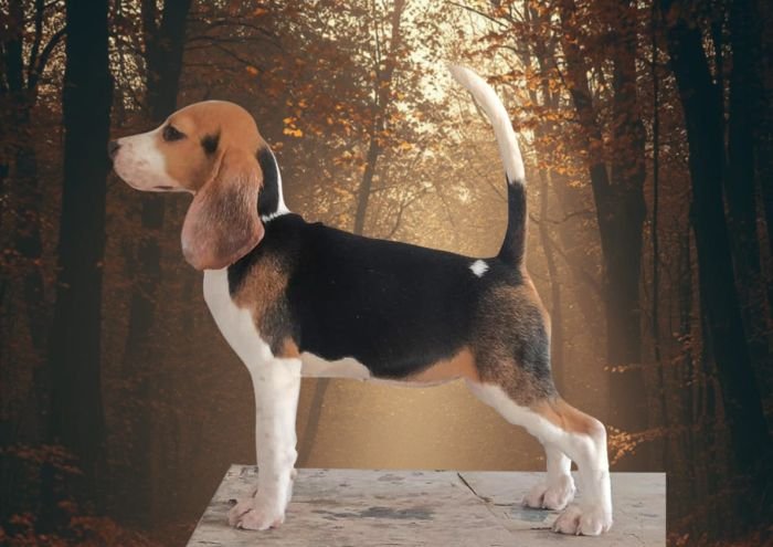DogsIndia.com  Beagle -  Faithtrot