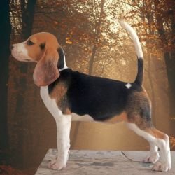 DogsIndia.com  Beagle -  Faithtrot