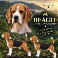 DogsIndia.com - Beagle - Girish