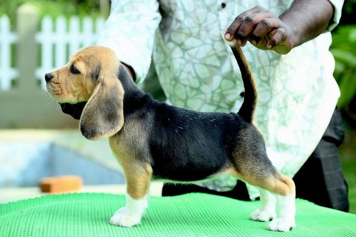 DogsIndia.com - Beagle - Girish