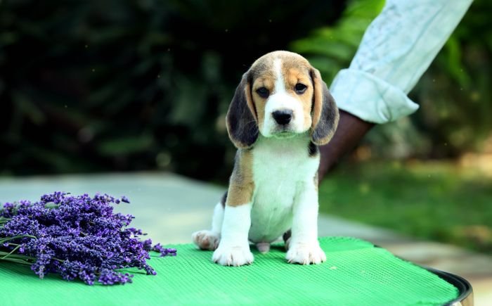 DogsIndia.com - Beagle - Girish