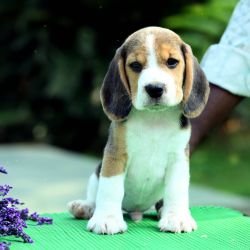 DogsIndia.com - Beagle - Girish