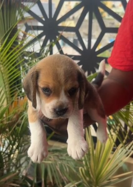 DogsIndia.com - Beagle - Nihal, Hayesberg