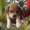 DogsIndia.com - Beagle - Nihal, Hayesberg