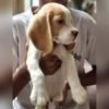 DogsIndia.com - Beagle - Sanrams