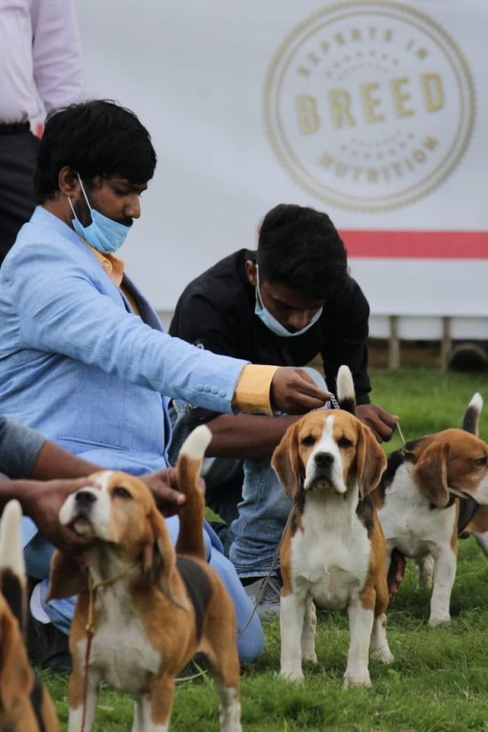 DogsIndia.com  Beagle  Rockford Beagles  Suhas