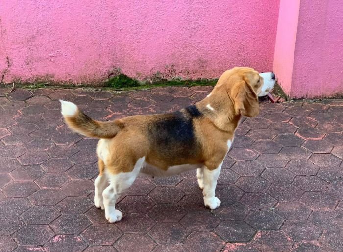 DogsIndia.com - Beagles - Rockford Beagles - Suhas Shetty