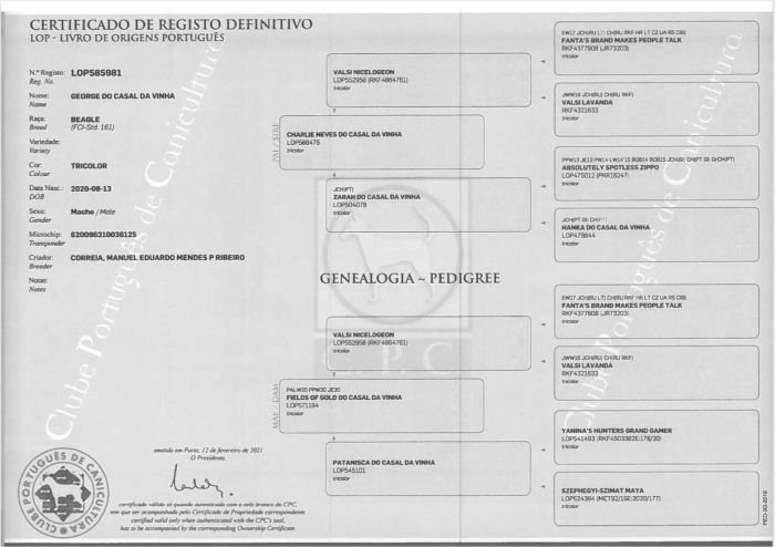 DogsIndia.com - Beagles - Rockford Beagles - Suhas Shetty