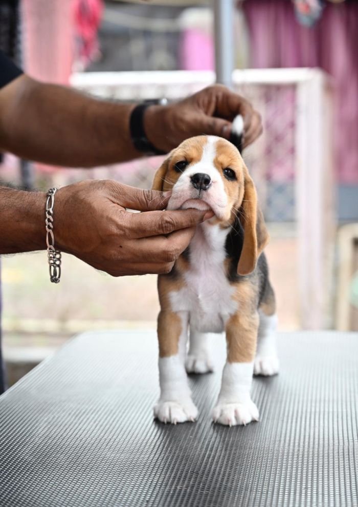 DogsIndia.com - Beagles - Rockford Beagles - Suhas Shetty