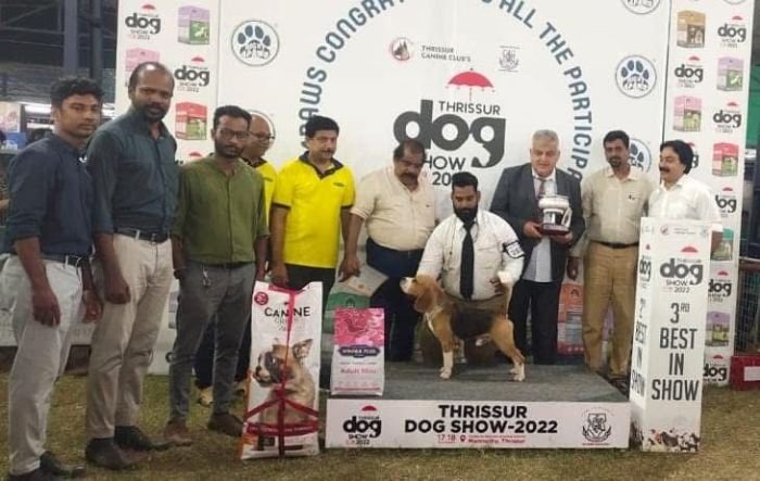 DogsIndia.com - Beagles - Rockford Beagles - Suhas Shetty