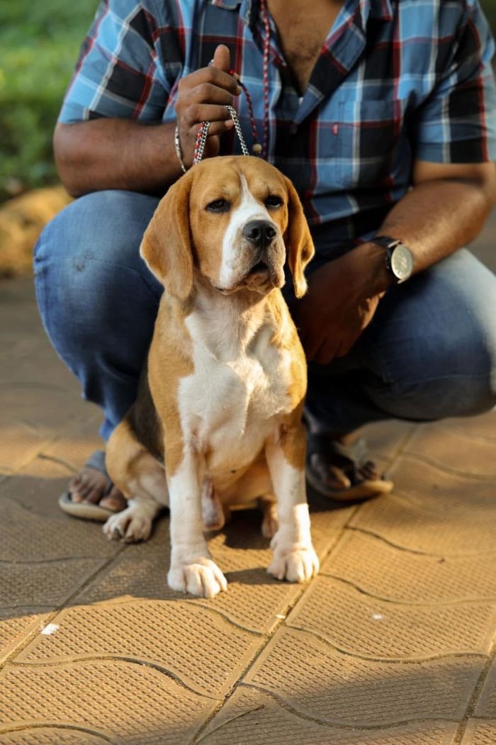 DogsIndia.com - Beagles - Rockford Beagles - Suhas Shetty