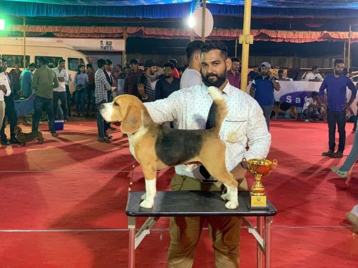 DogsIndia.com - Beagles - Rockford Beagles - Suhas Shetty