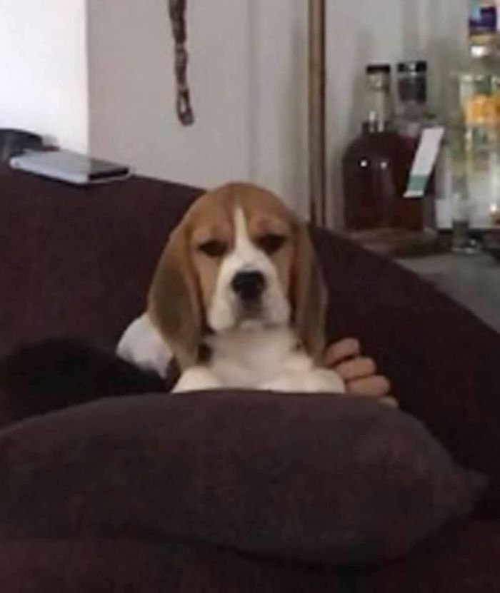 DogsIndia.com - Beagles - Rockford Beagles - Suhas Shetty