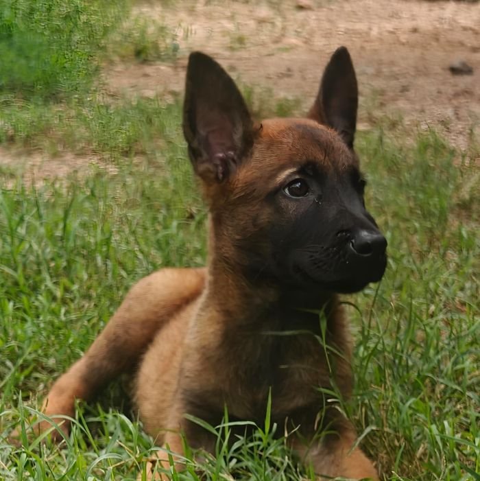 DogsIndia.com - Belgian Malinois- Arvind 