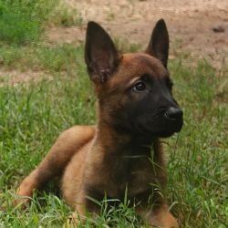 DogsIndia.com - Belgian Malinois- Arvind 