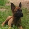 DogsIndia.com - Belgian Malinois- Arvind 