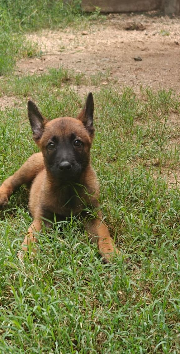 DogsIndia.com - Belgian Malinois- Arvind 