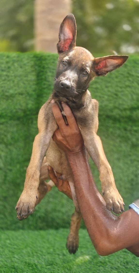 DogsIndia.com - Belgian Malinois- Arvind 