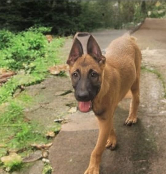 DogsIndia.com  Belgian Malinois  Crossfield's Kennel