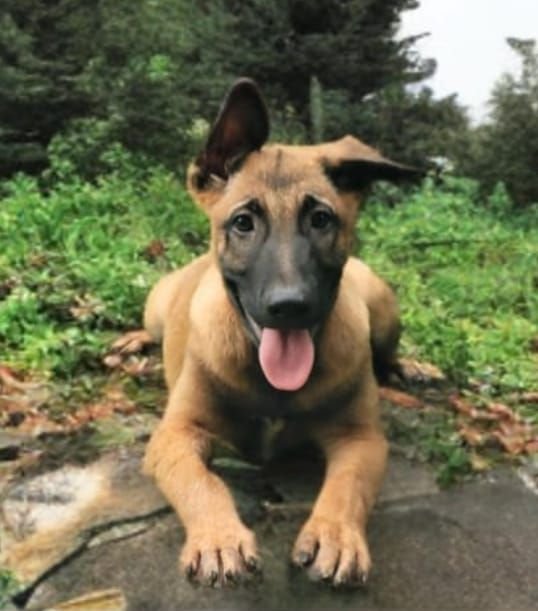 DogsIndia.com  Belgian Malinois  Crossfield's Kennel