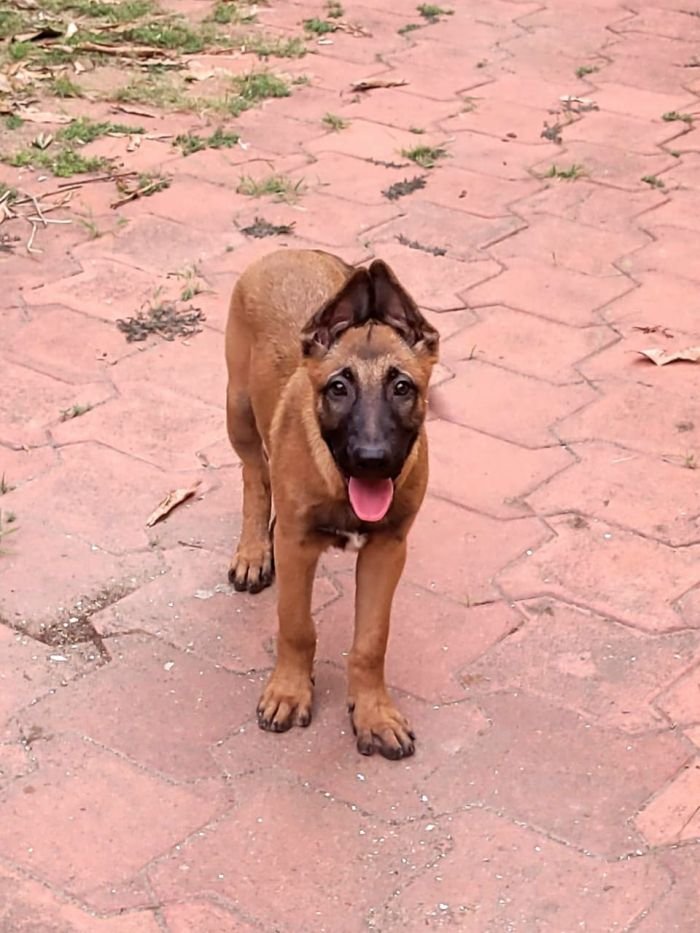 DogsIndia.com  Belgian Malinois  Crossfield's Kennel