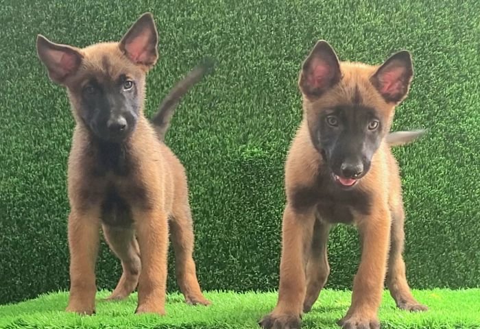 DogsIndia.com  Belgian Malinois  Crossfield's Kennel