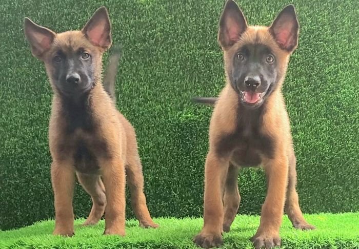 DogsIndia.com  Belgian Malinois  Crossfield's Kennel