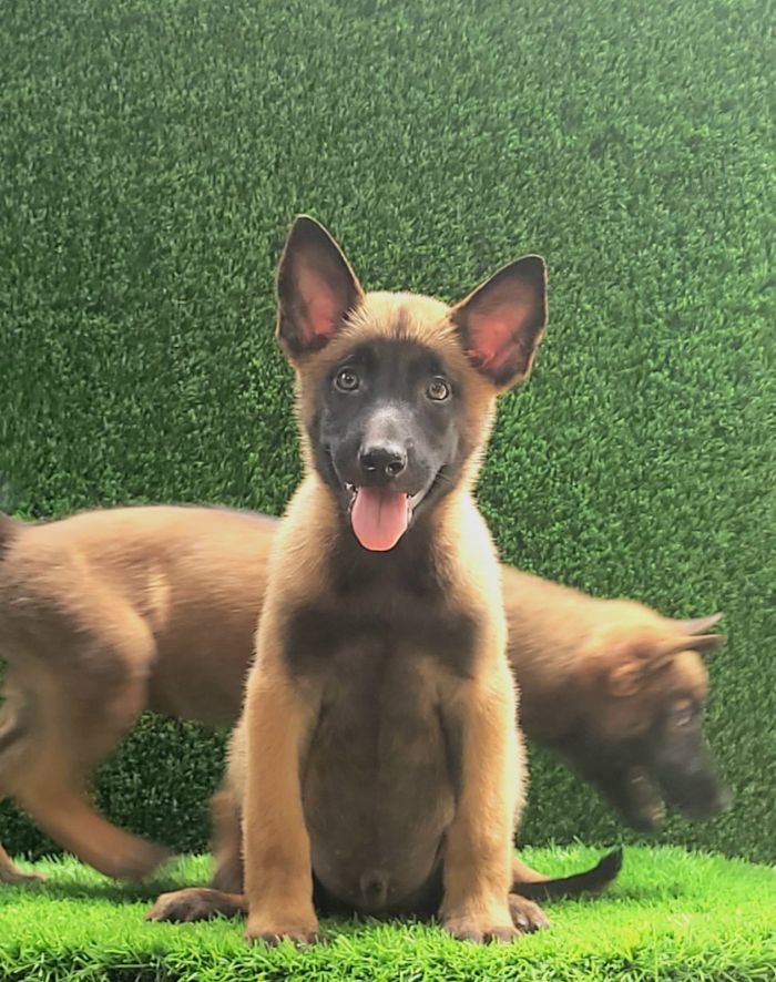 DogsIndia.com  Belgian Malinois  Crossfield's Kennel