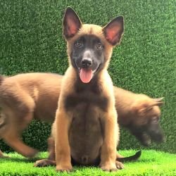 DogsIndia.com  Belgian Malinois  Crossfield's Kennel