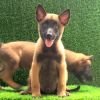 DogsIndia.com  Belgian Malinois  Crossfield's Kennel
