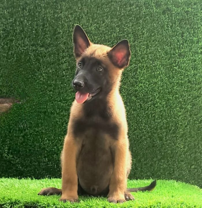 DogsIndia.com  Belgian Malinois  Crossfield's Kennel