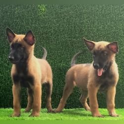 DogsIndia.com - Belgian Malinois - Mahesh