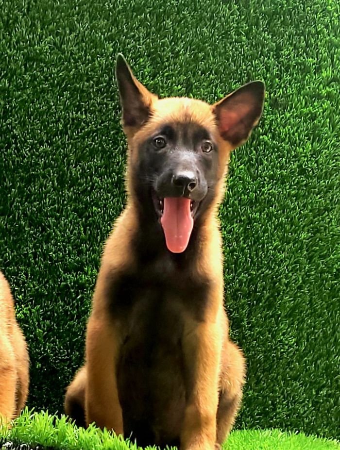 DogsIndia.com  Belgian Malinois  Crossfield's Kennel