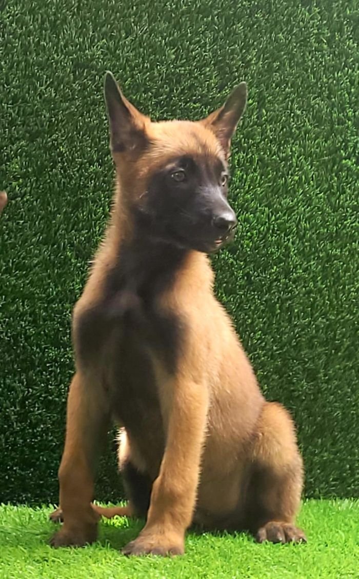 DogsIndia.com  Belgian Malinois  Crossfield's Kennel