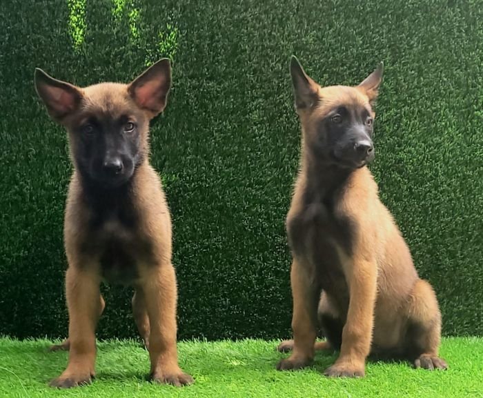 DogsIndia.com  Belgian Malinois  Crossfield's Kennel