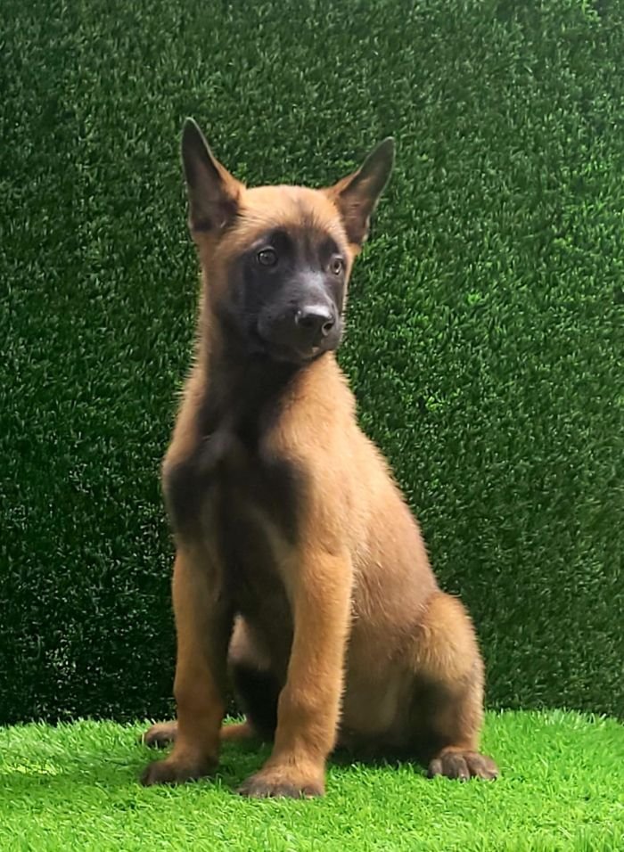 DogsIndia.com  Belgian Malinois  Crossfield's Kennel