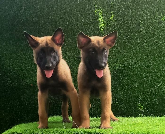 DogsIndia.com  Belgian Malinois  Crossfield's Kennel