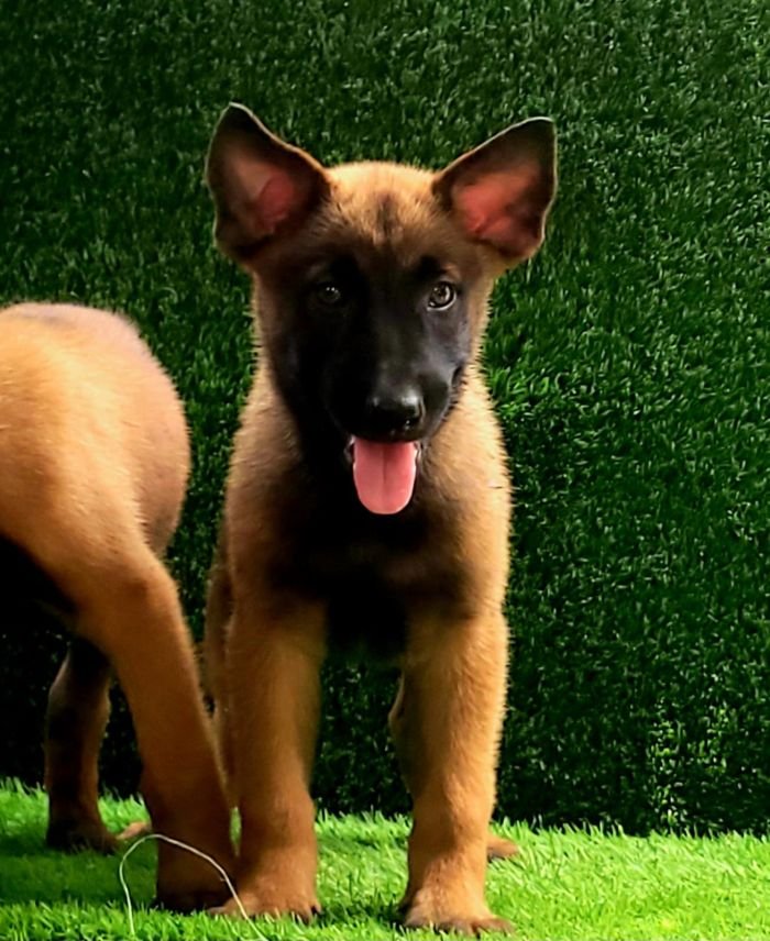 DogsIndia.com  Belgian Malinois  Crossfield's Kennel
