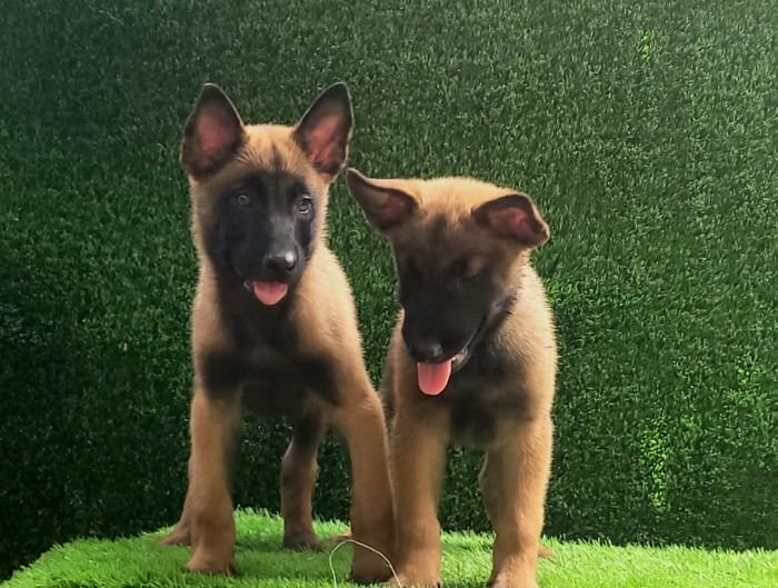 DogsIndia.com  Belgian Malinois  Crossfield's Kennel