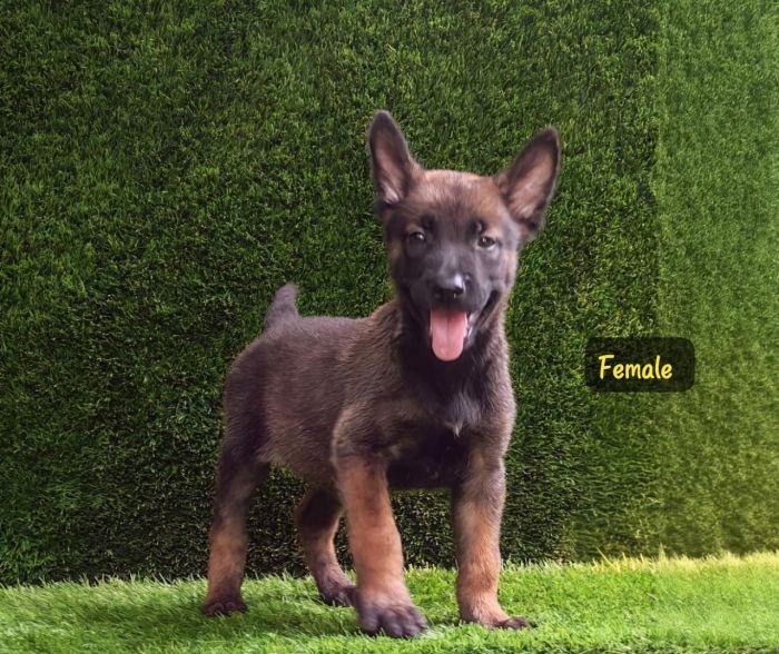 DogsIndia.com  Belgian Malinois  Crossfield's Kennel