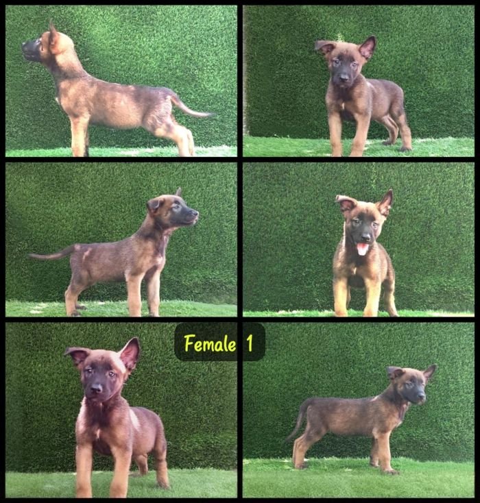 DogsIndia.com  Belgian Malinois  Crossfield's Kennel
