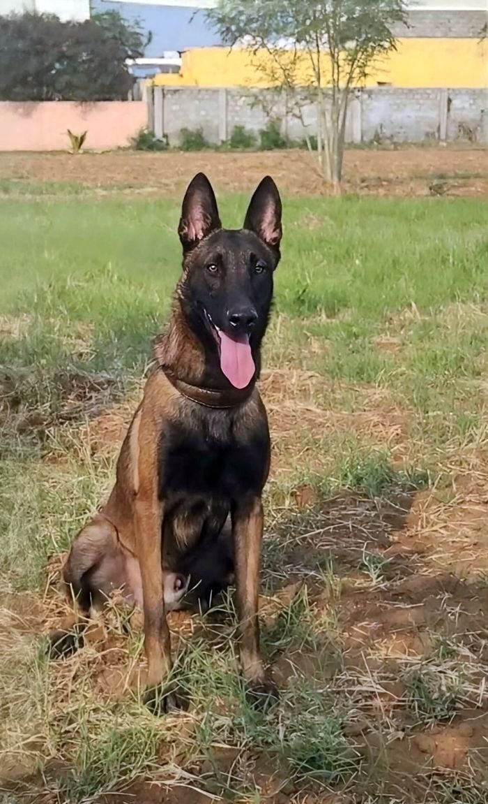 DogsIndia.com  Belgian Malinois  Crossfield's Kennel