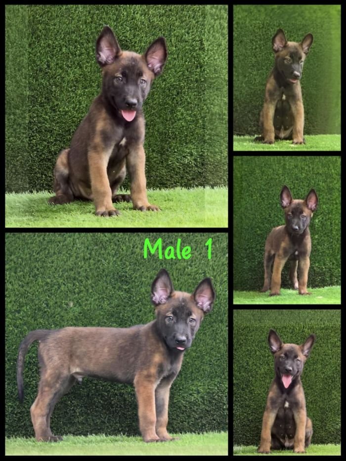 DogsIndia.com  Belgian Malinois  Crossfield's Kennel