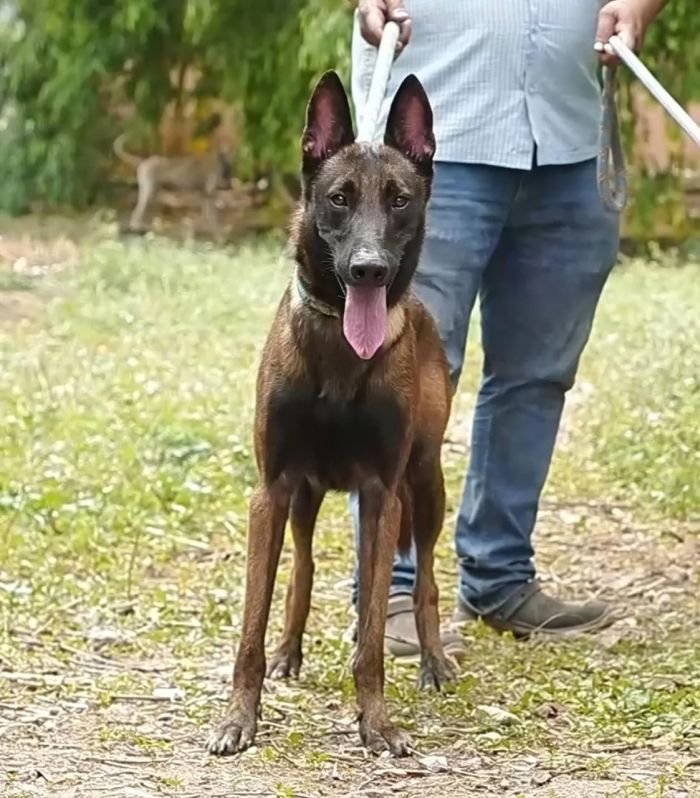 DogsIndia.com  Belgian Malinois  Crossfield's Kennel
