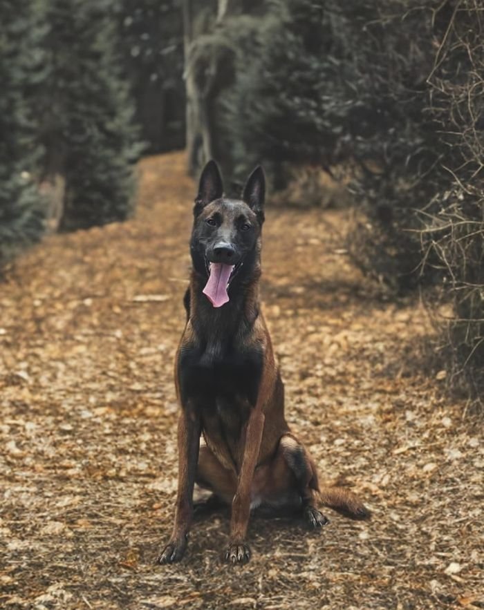 DogsIndia.com  Belgian Malinois  Crossfield's Kennel