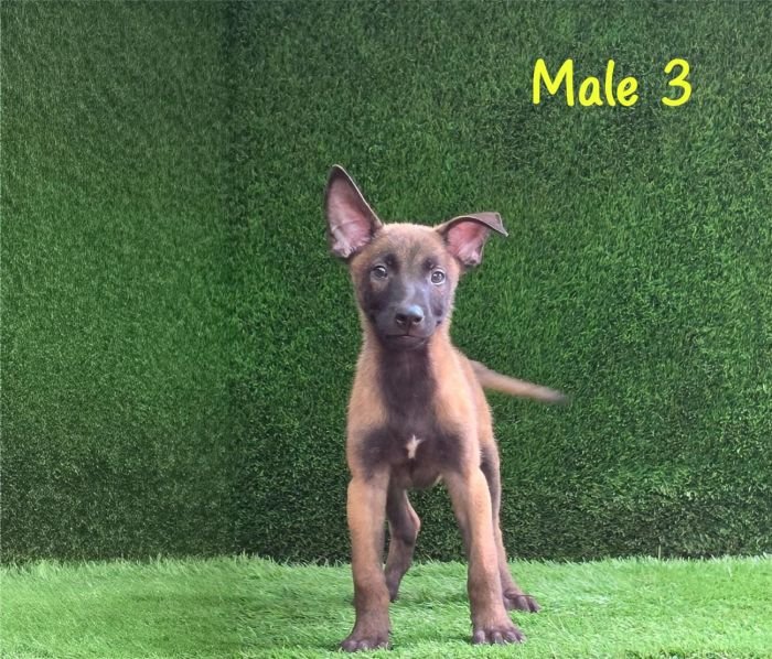 DogsIndia.com  Belgian Malinois  Crossfield's Kennel