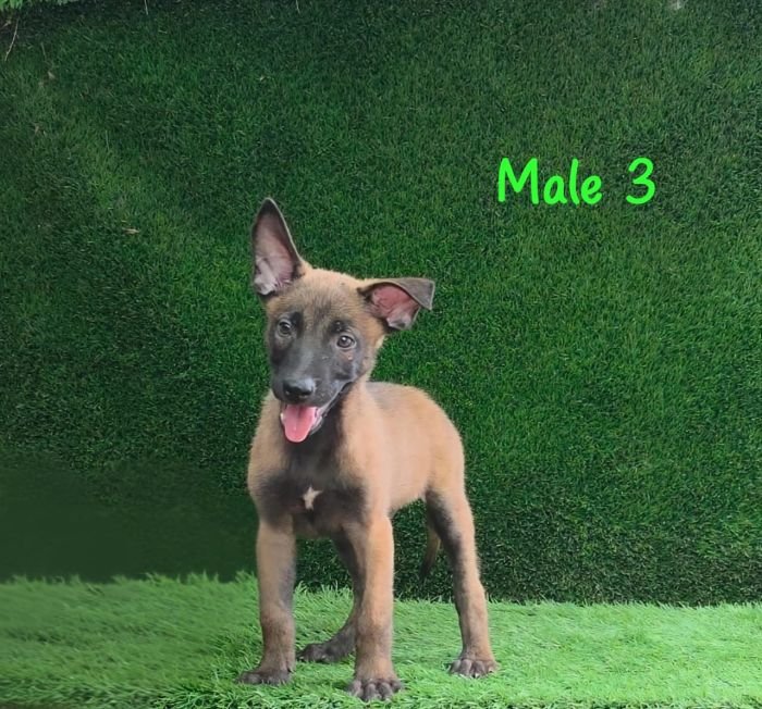 DogsIndia.com  Belgian Malinois  Crossfield's Kennel